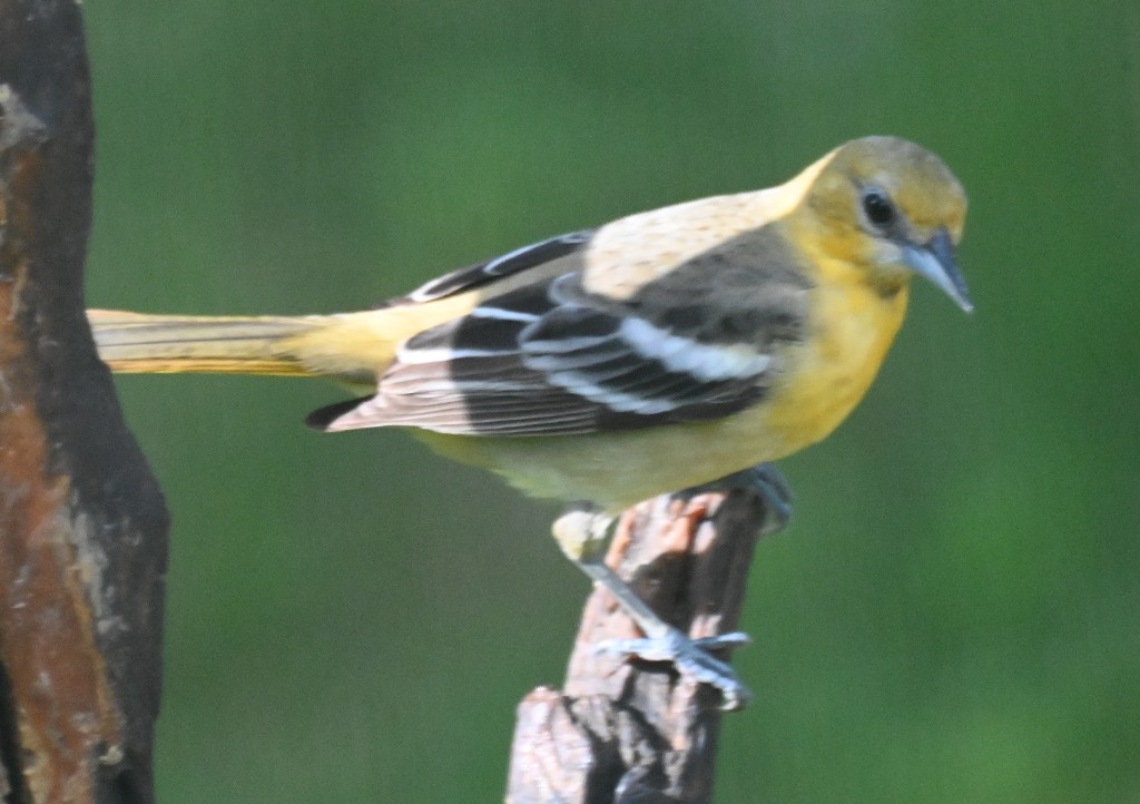 Baltimore Oriole - Steve Davis