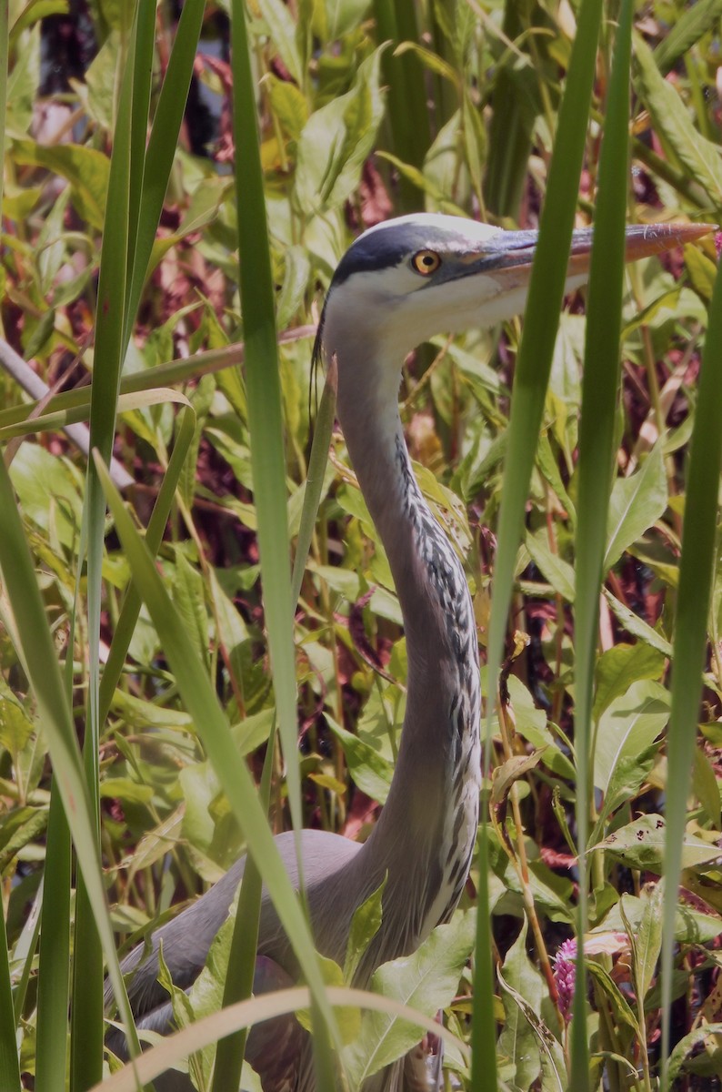 Great Blue Heron - Dana Cox