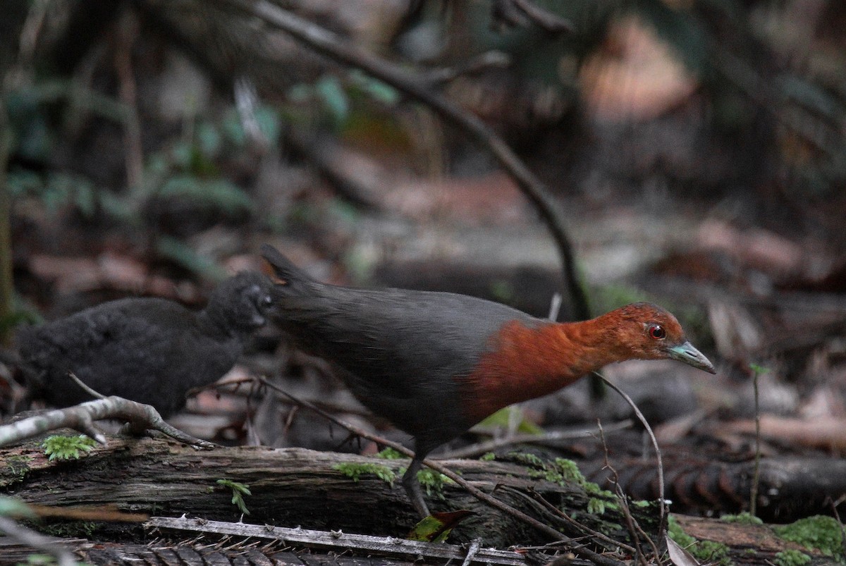 Red-necked Crake - ML619608238