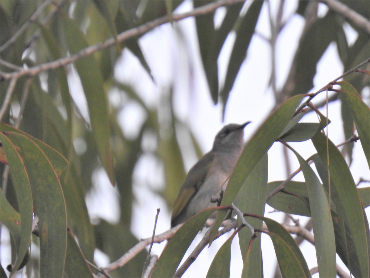 Brown Honeyeater - Monica Mesch