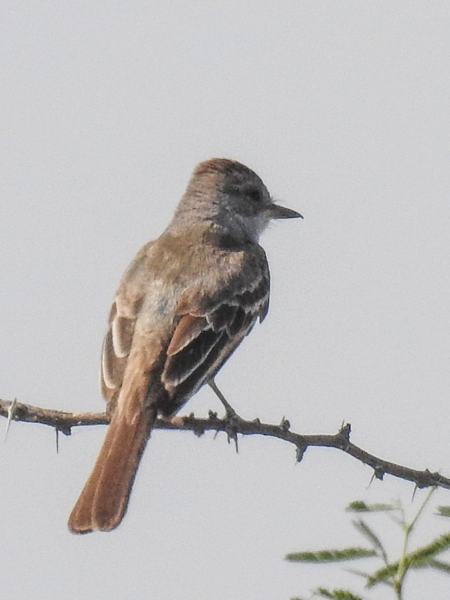 Ash-throated Flycatcher - Sergio Castañeda Ramos