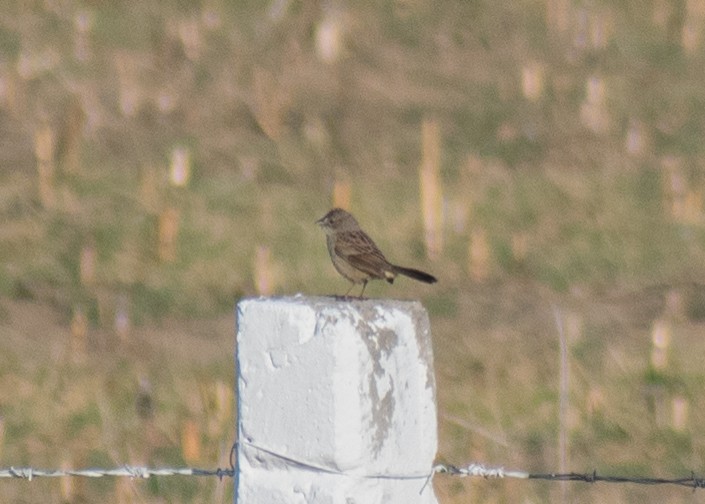 Botteri's Sparrow - Miguel Mota