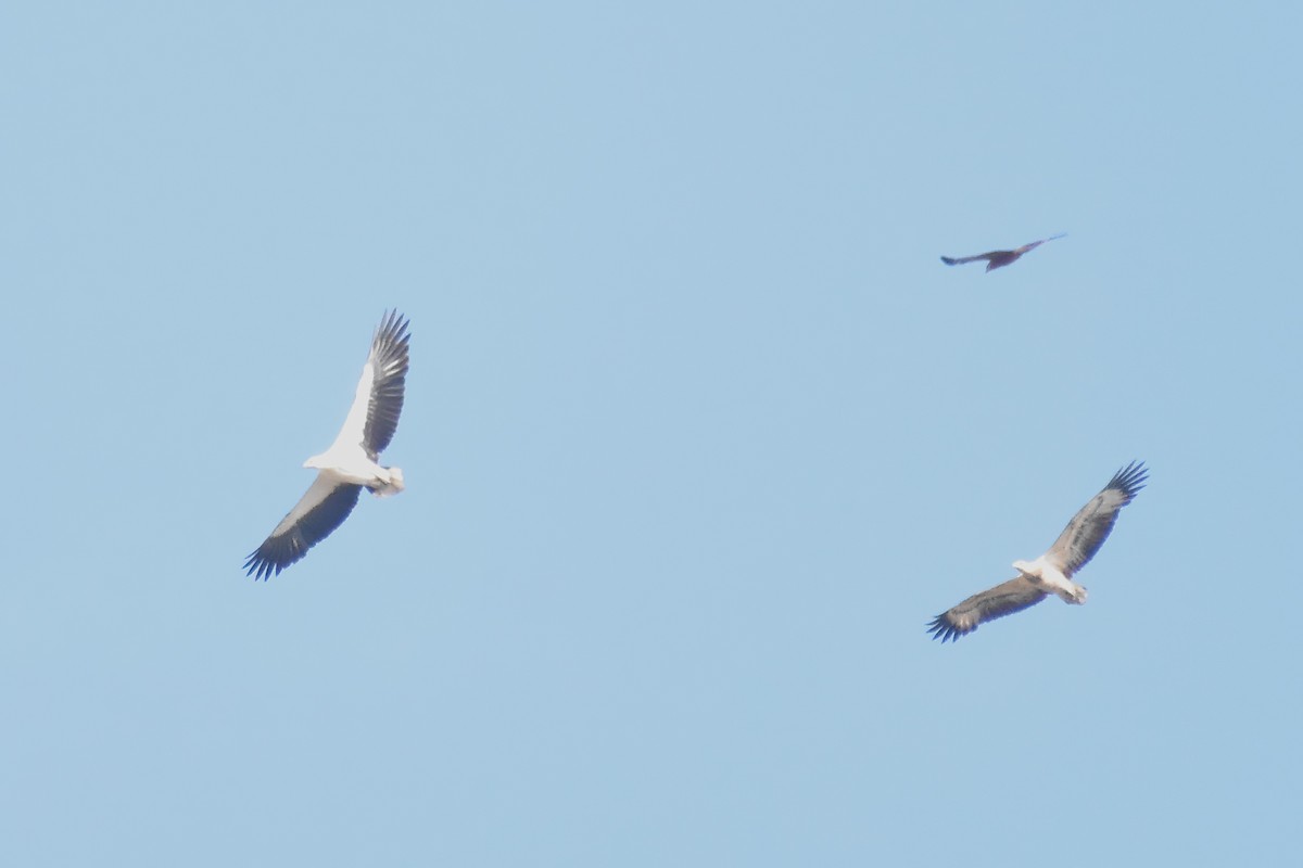 White-bellied Sea-Eagle - ML619608250