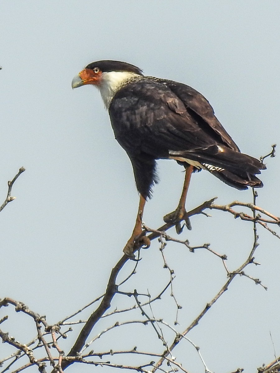 Crested Caracara - Sergio Castañeda Ramos