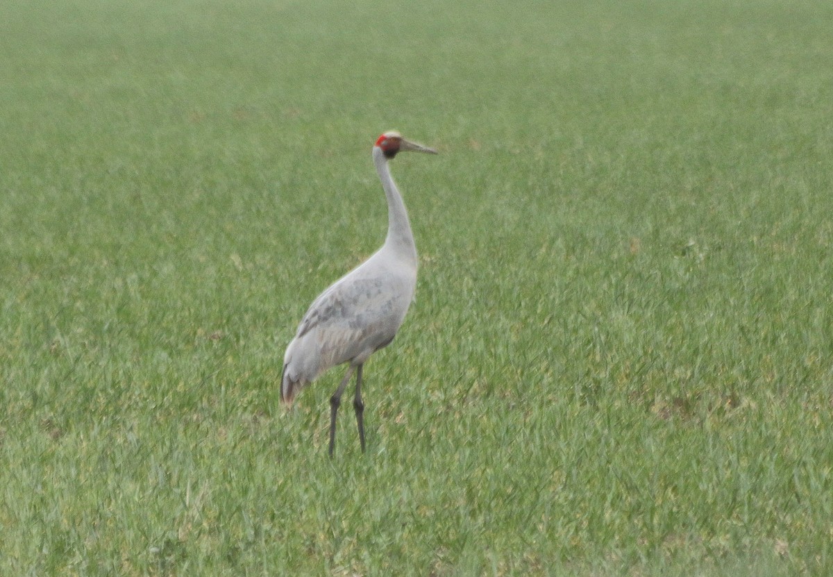 Grue brolga - ML619608266