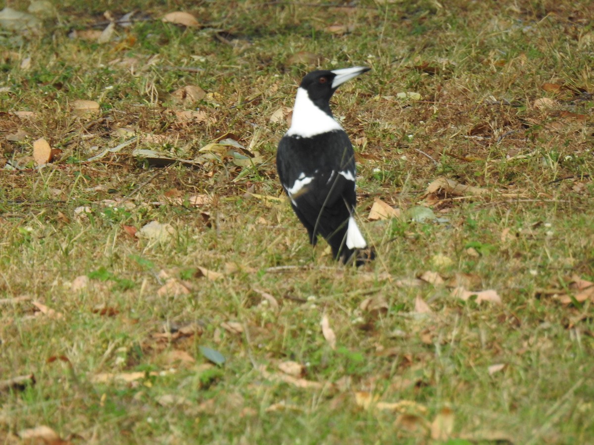 Australian Magpie - Monica Mesch