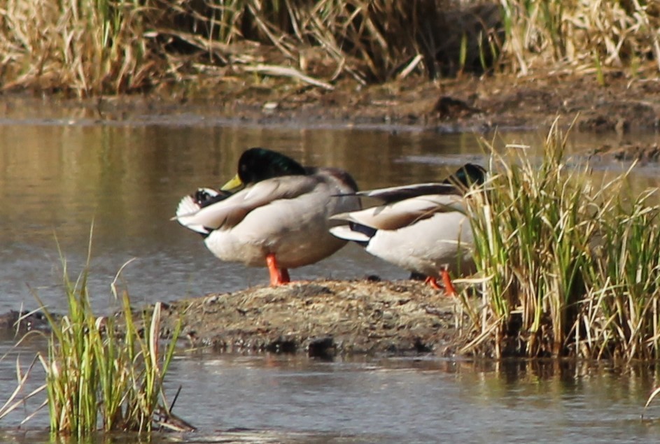 Mallard - Brian Kinney