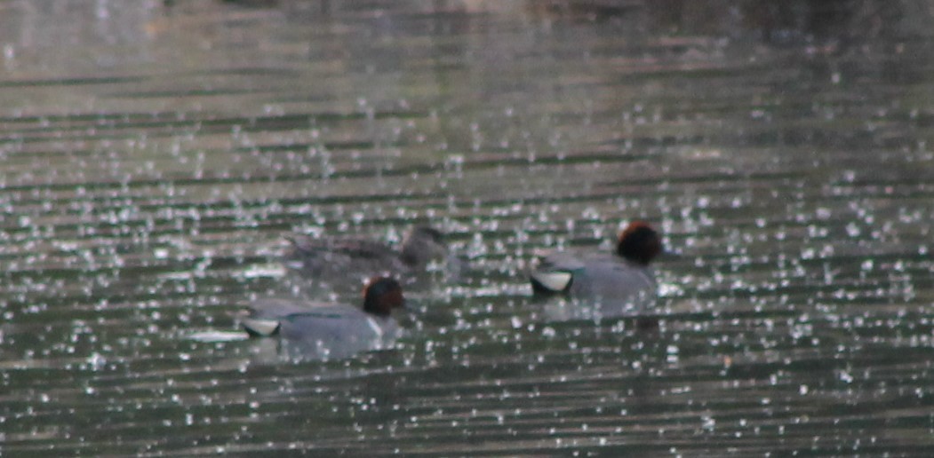 Green-winged Teal - Brian Kinney
