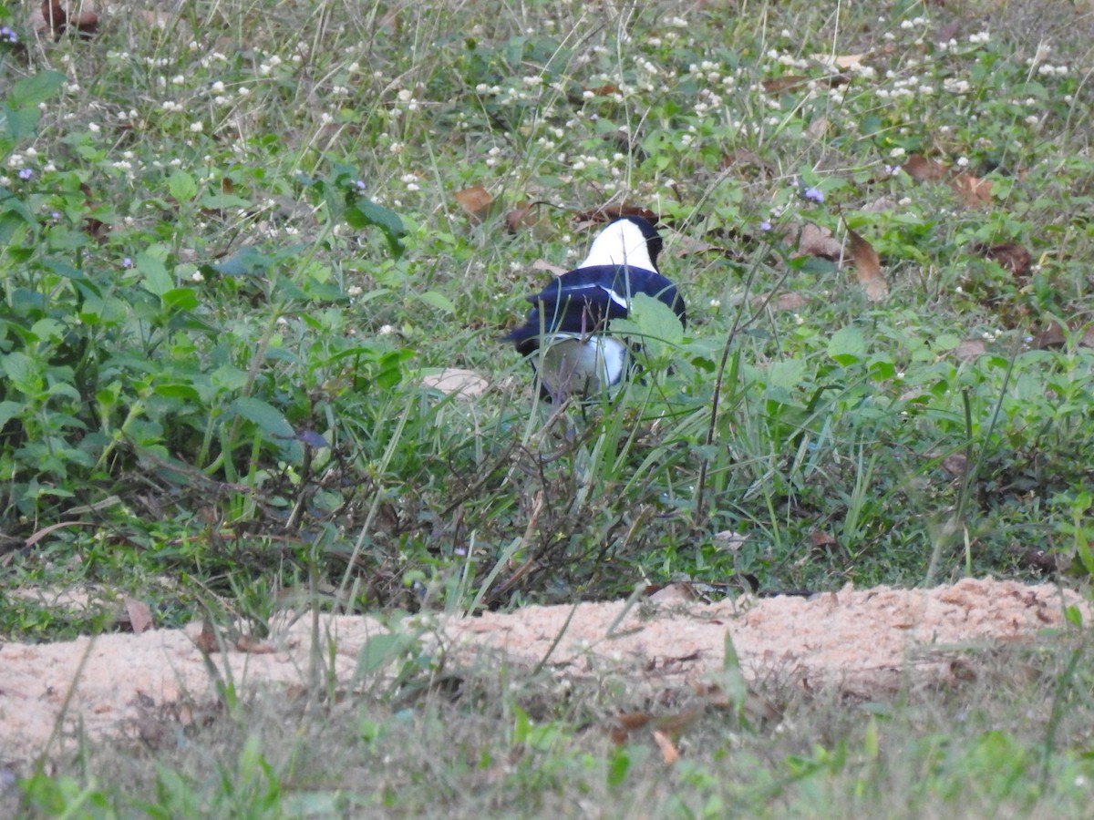 Australian Magpie - Monica Mesch