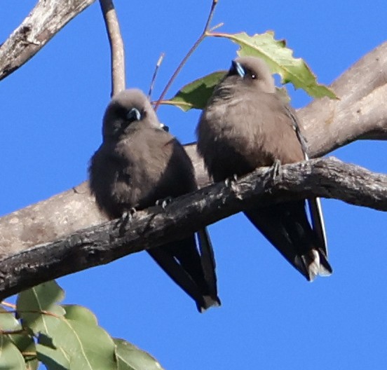 Dusky Woodswallow - Alison Cavanagh