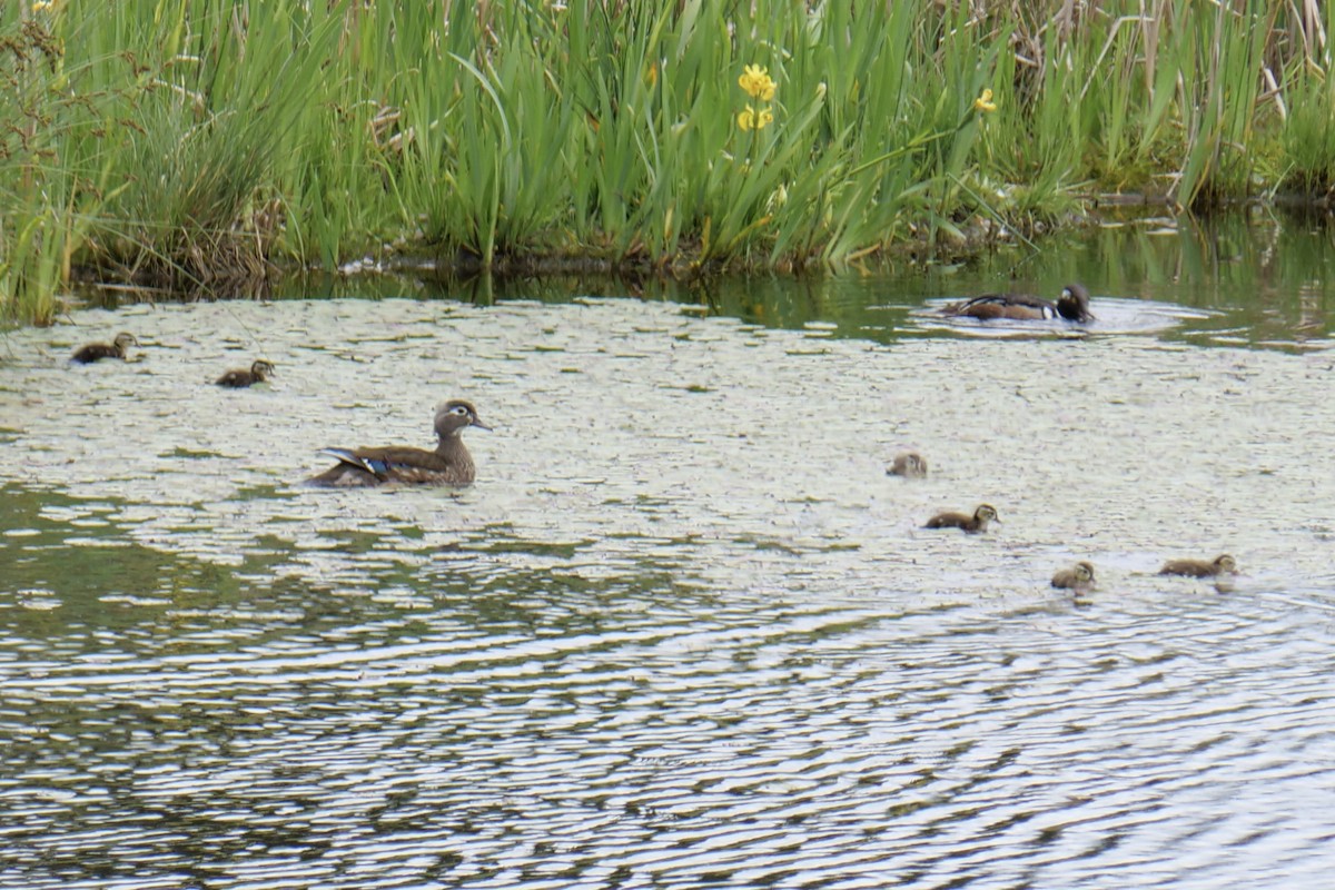 Wood Duck - ML619608293