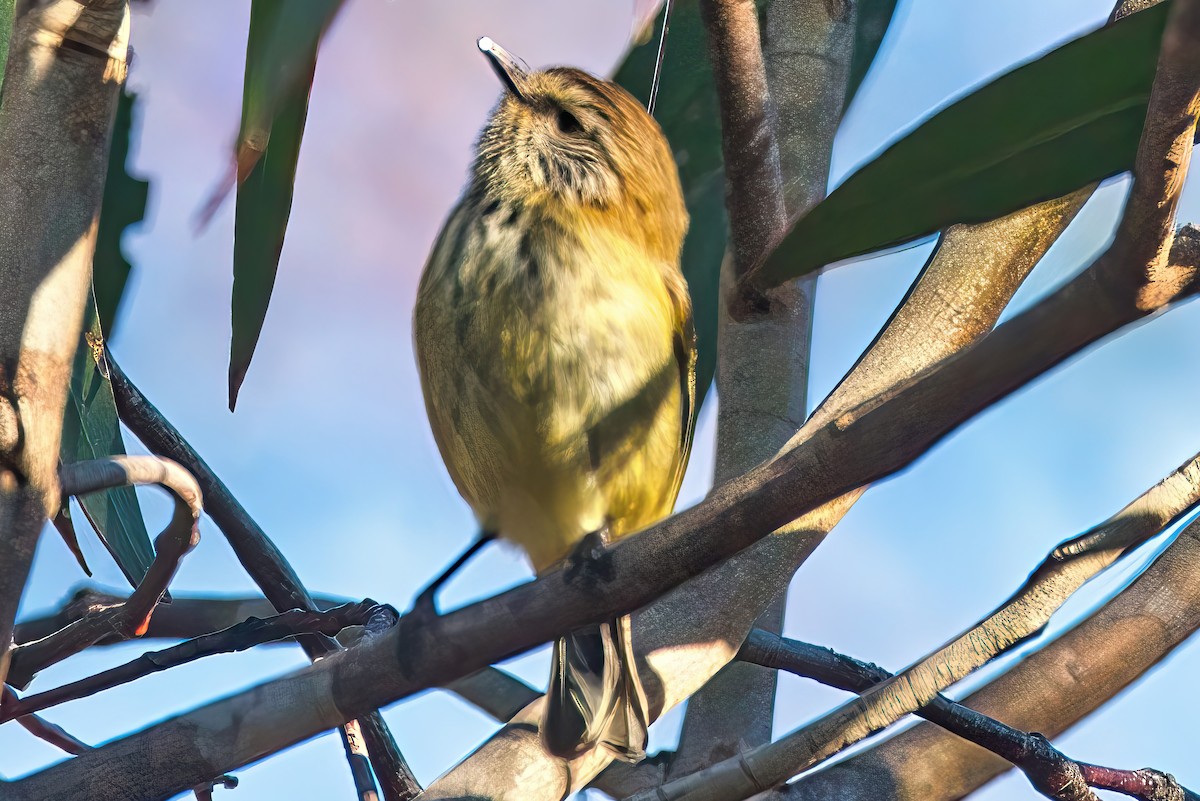 Striated Thornbill - ML619608295