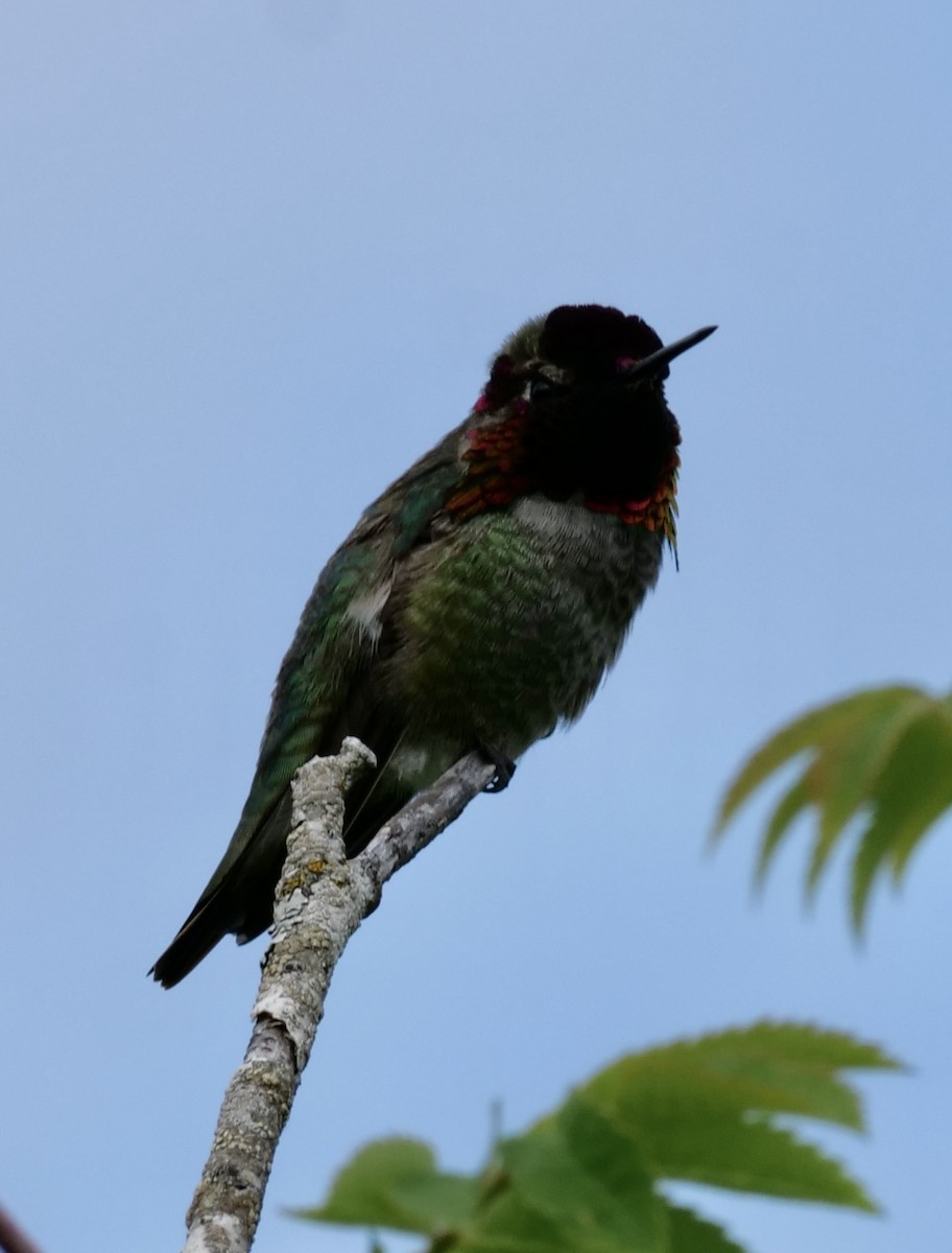 Anna's Hummingbird - Jan Bryant