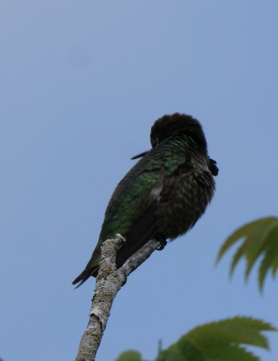 Anna's Hummingbird - Jan Bryant