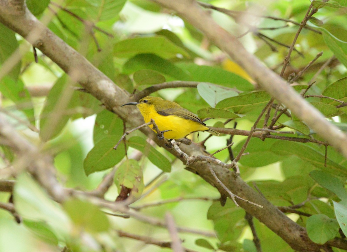 Sahul Sunbird - Monica Mesch