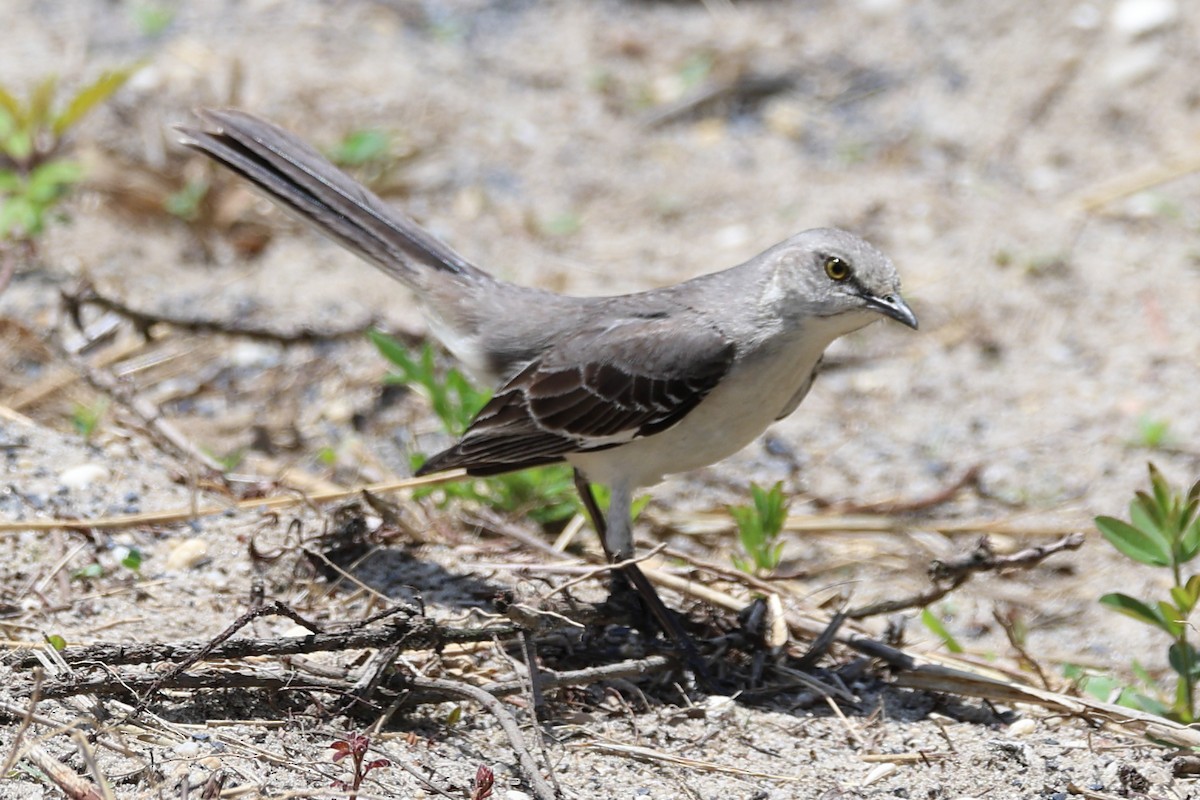 Northern Mockingbird - ML619608314