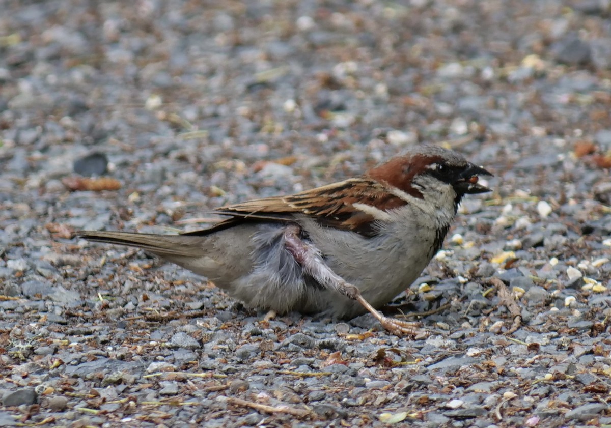 House Sparrow - Jan Bryant