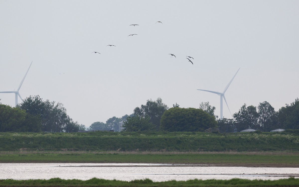 Common Crane - ML619608321