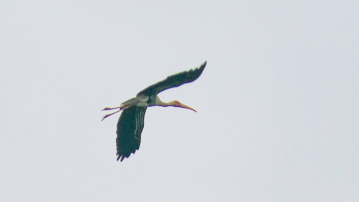 Painted Stork - Bijoy Venugopal