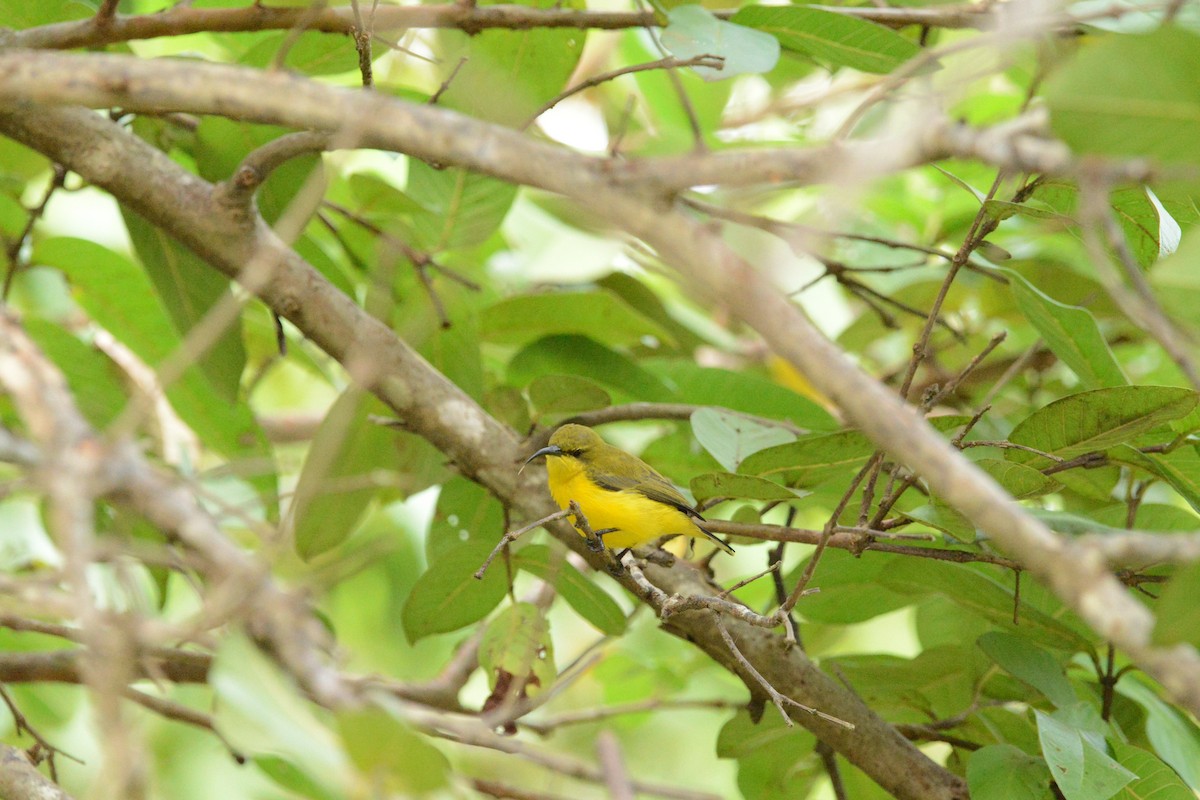 Sahul Sunbird - Monica Mesch