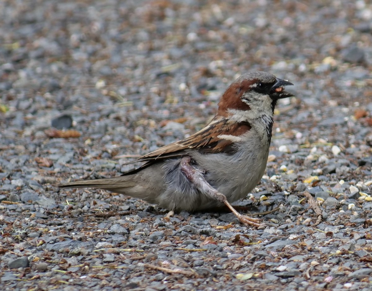 House Sparrow - Jan Bryant