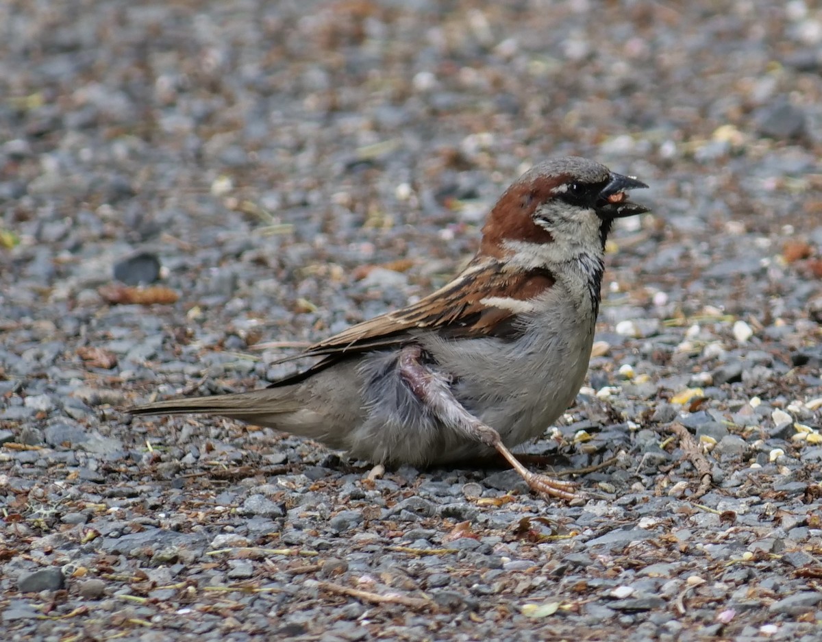 House Sparrow - ML619608326