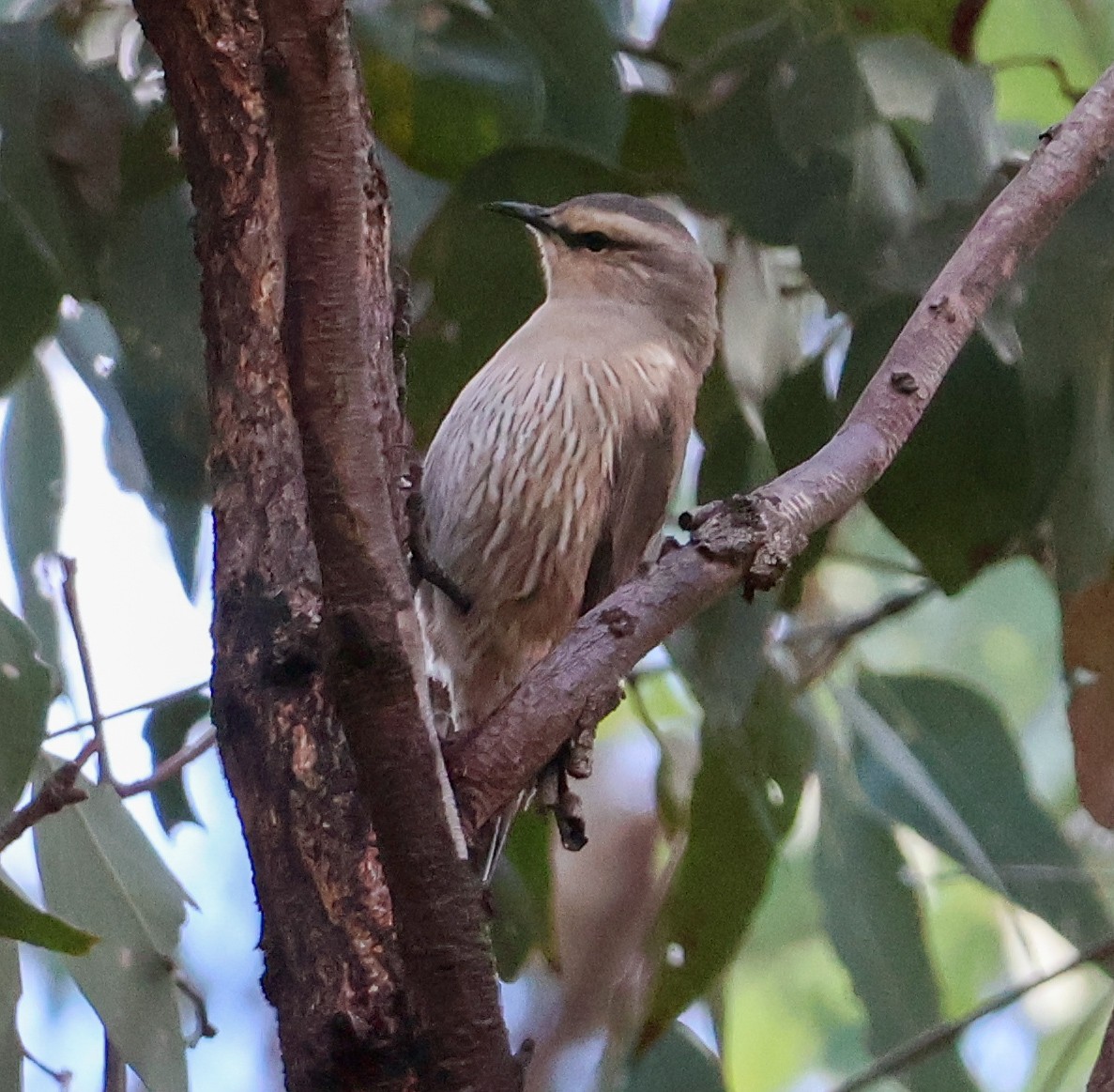 Brown Treecreeper - Alison Cavanagh