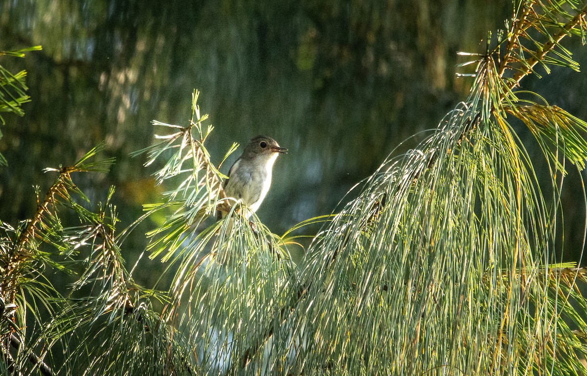 Asian Brown Flycatcher - Kanno Tage