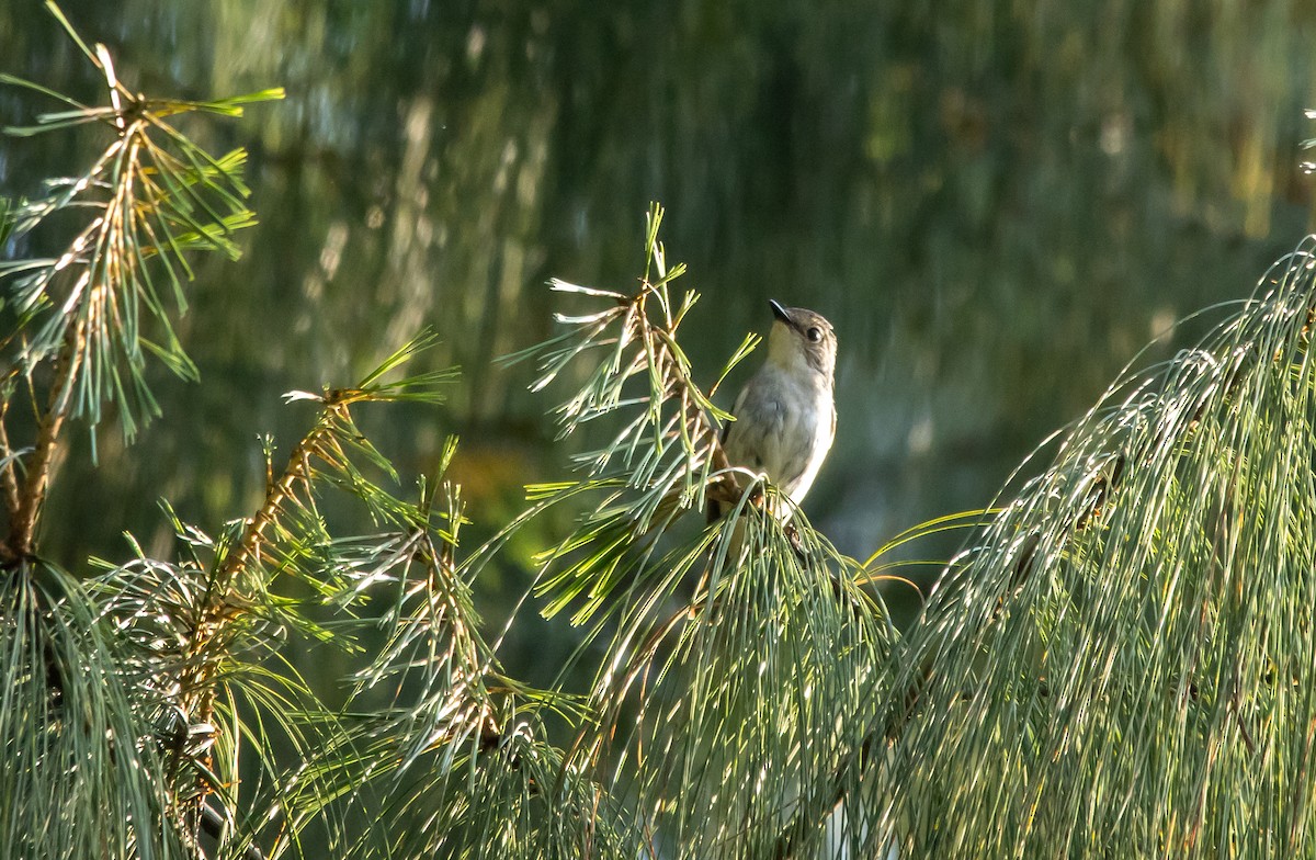 Asian Brown Flycatcher - Kanno Tage