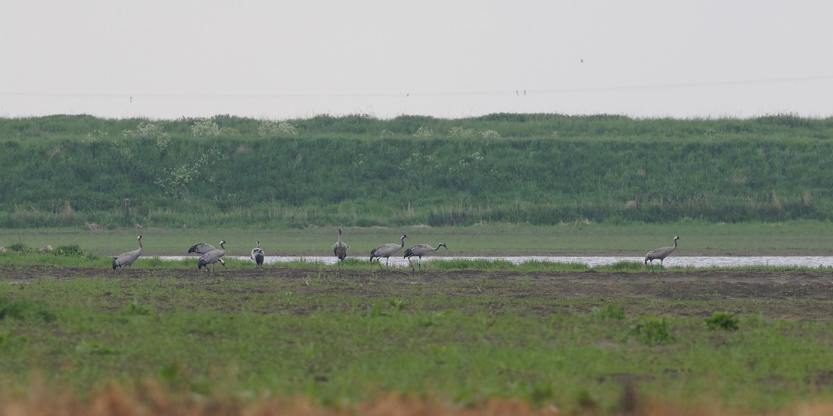 Common Crane - ML619608341