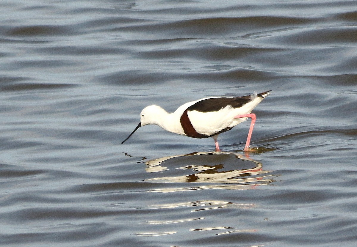 Banded Stilt - ML619608354