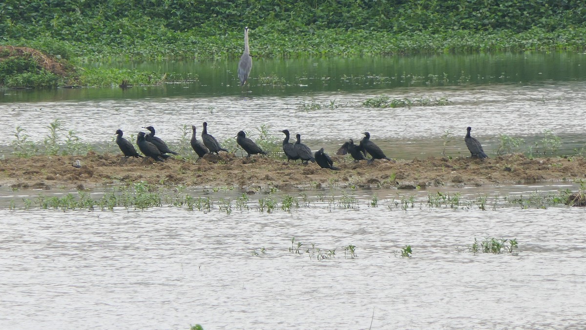 Indian Cormorant - Bijoy Venugopal