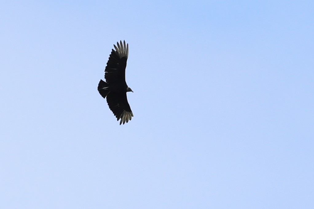 Black Vulture - ML619608360