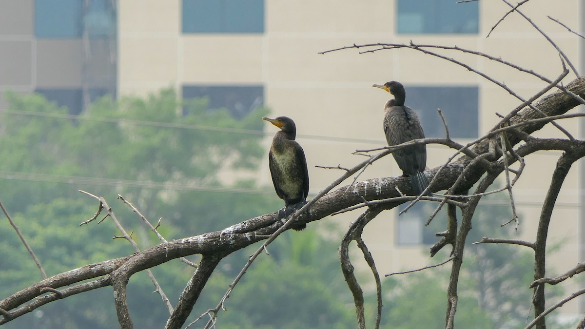 Great Cormorant - Bijoy Venugopal