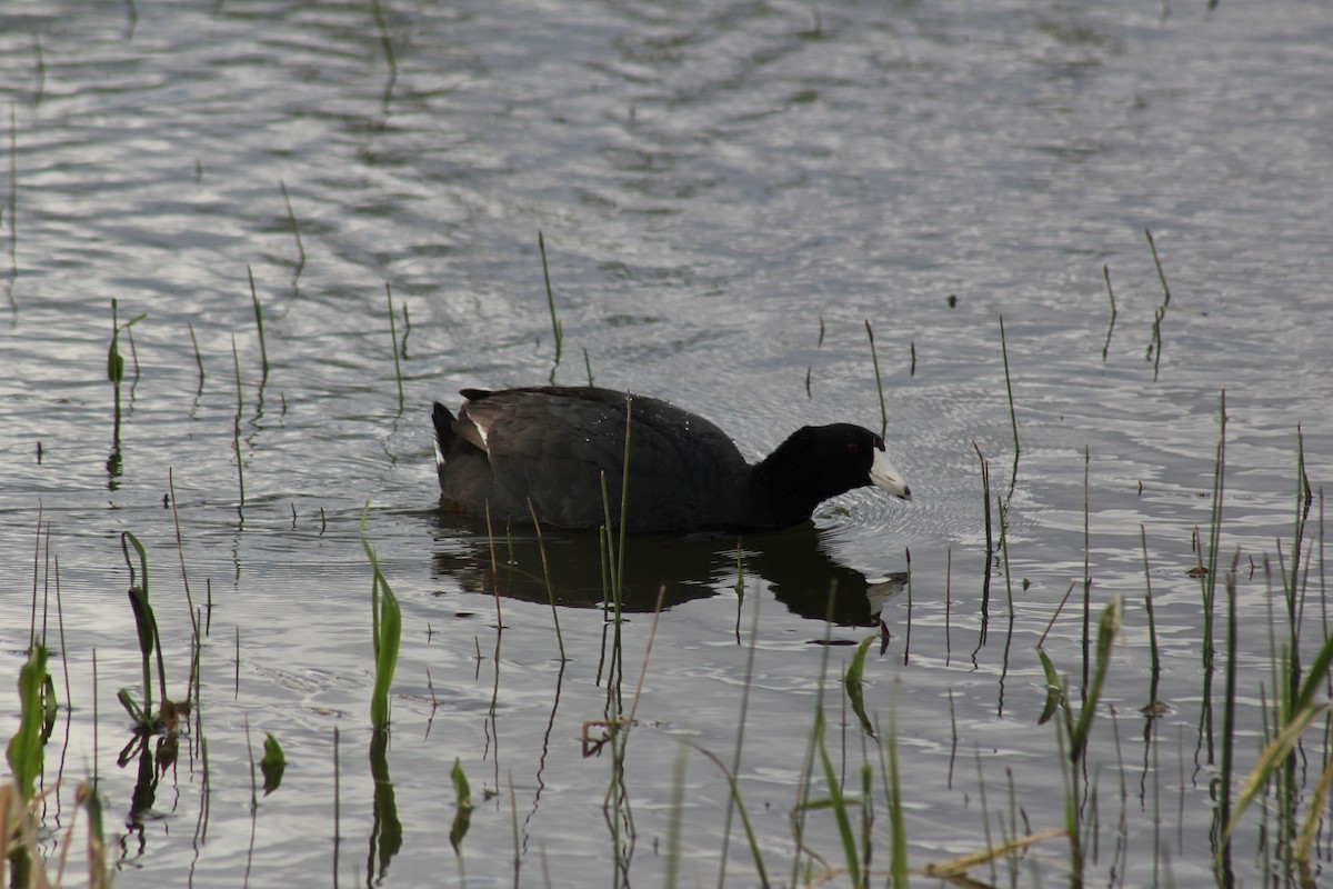 American Coot - ML619608366