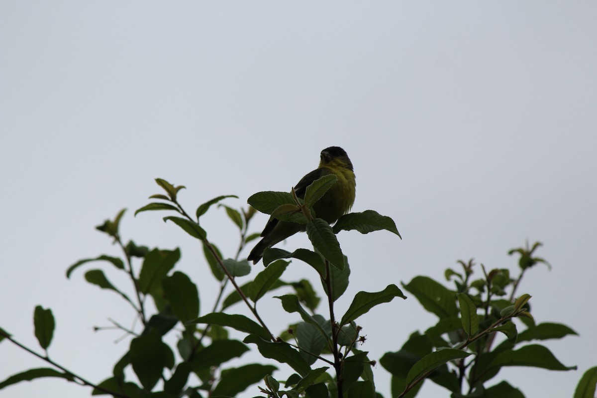 Lesser Goldfinch - ML619608367