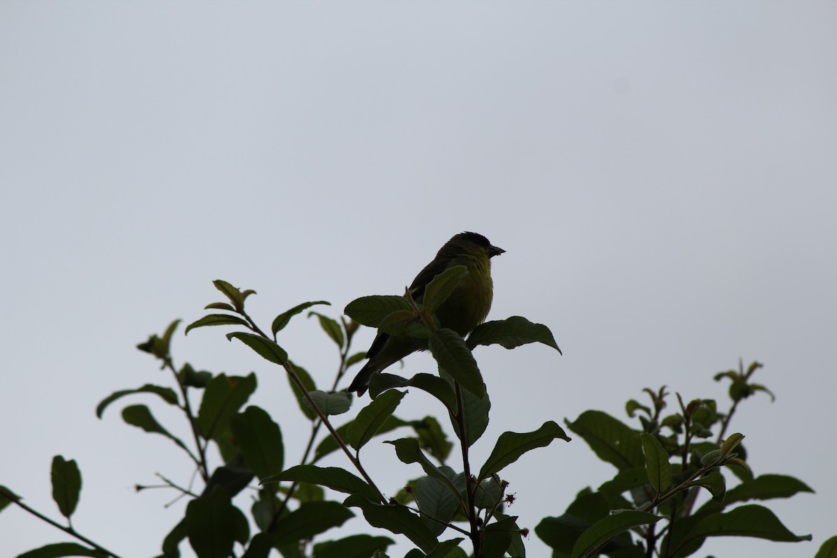 Lesser Goldfinch - Quetzal Pineda