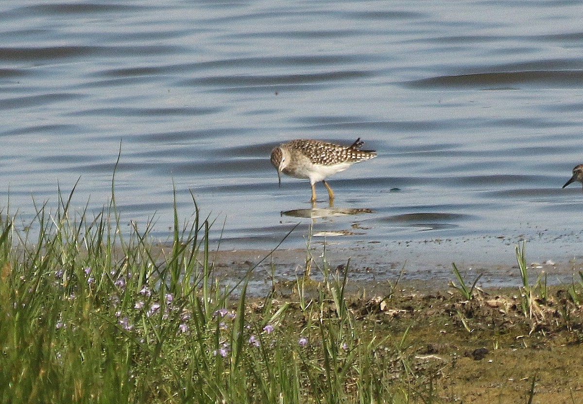 Wood Sandpiper - David  Mules