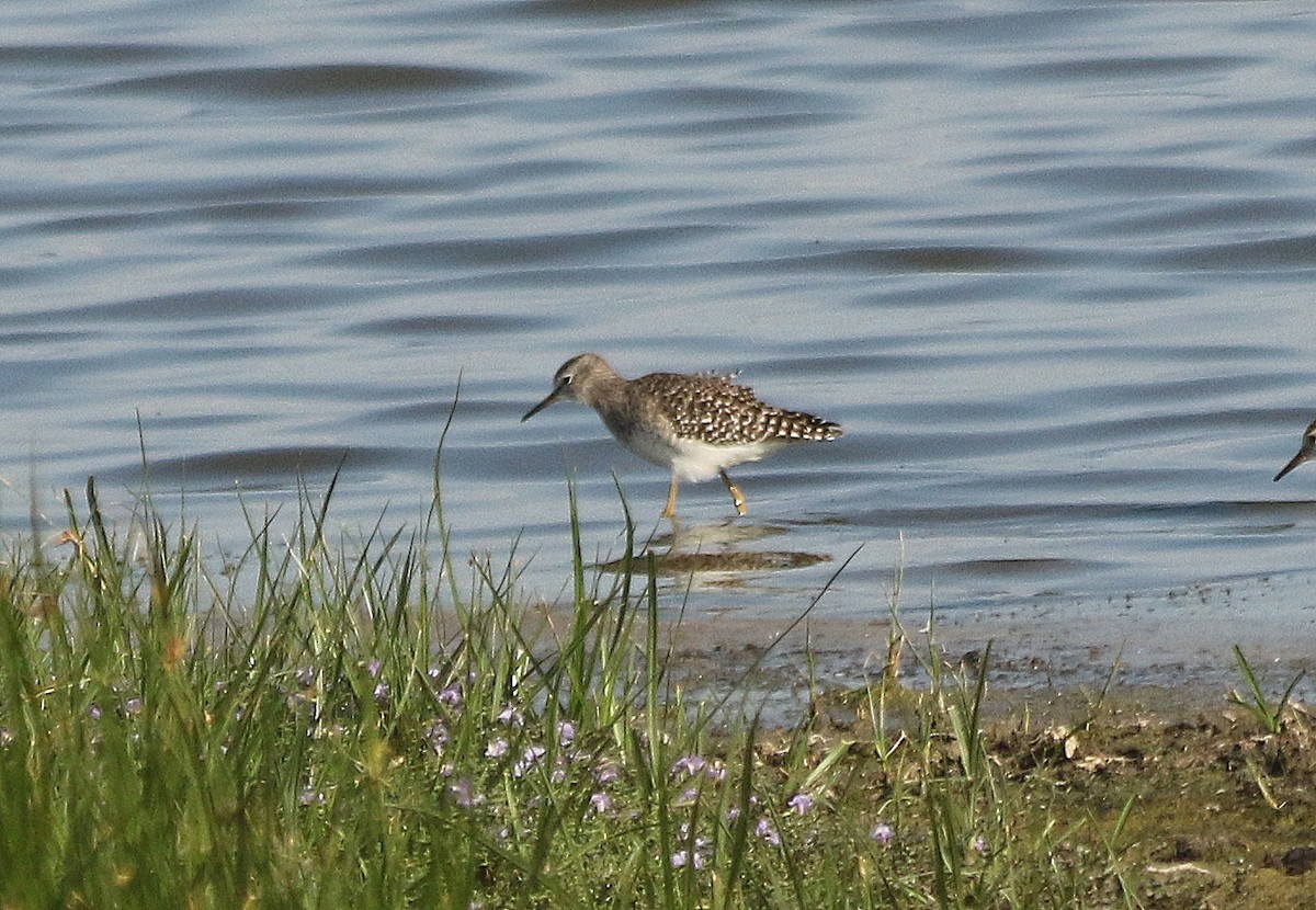 Wood Sandpiper - David  Mules