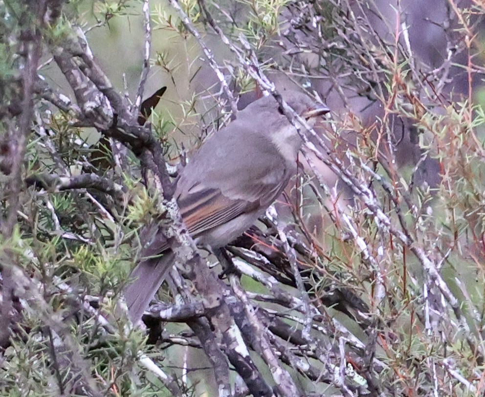 Golden Whistler - ML619608383