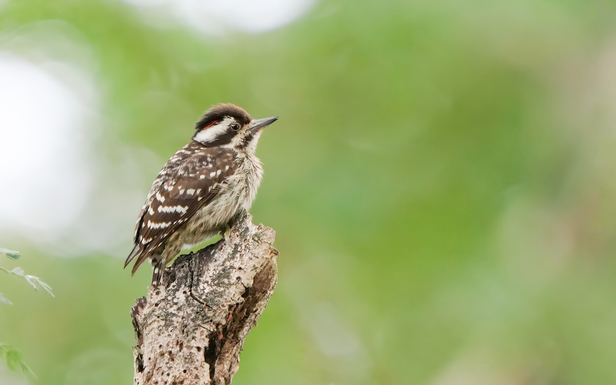 Sunda Pygmy Woodpecker - Edmond Sham