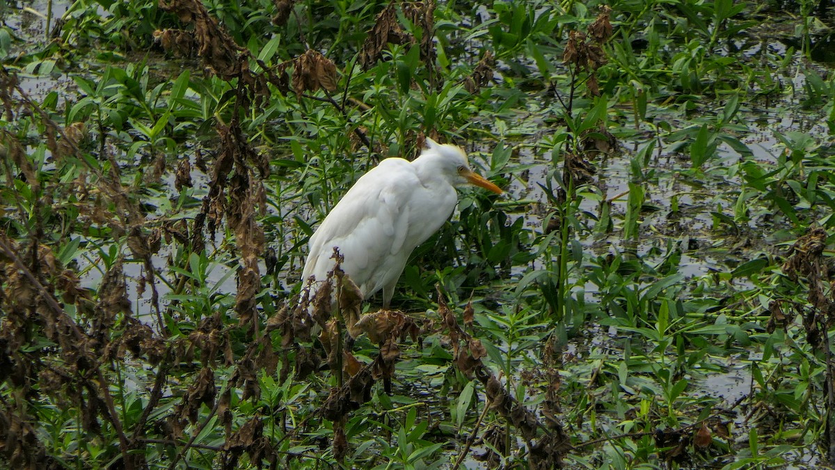 Eastern Cattle Egret - Bijoy Venugopal