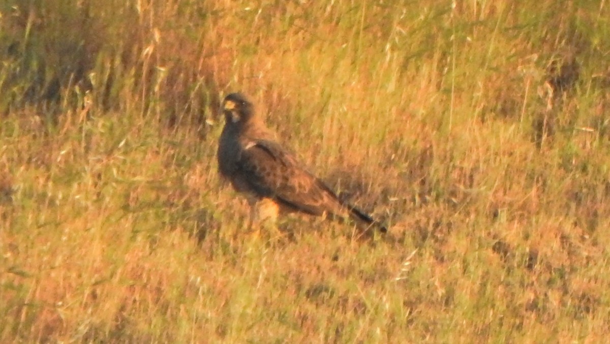 Swainson's Hawk - Karen McClure