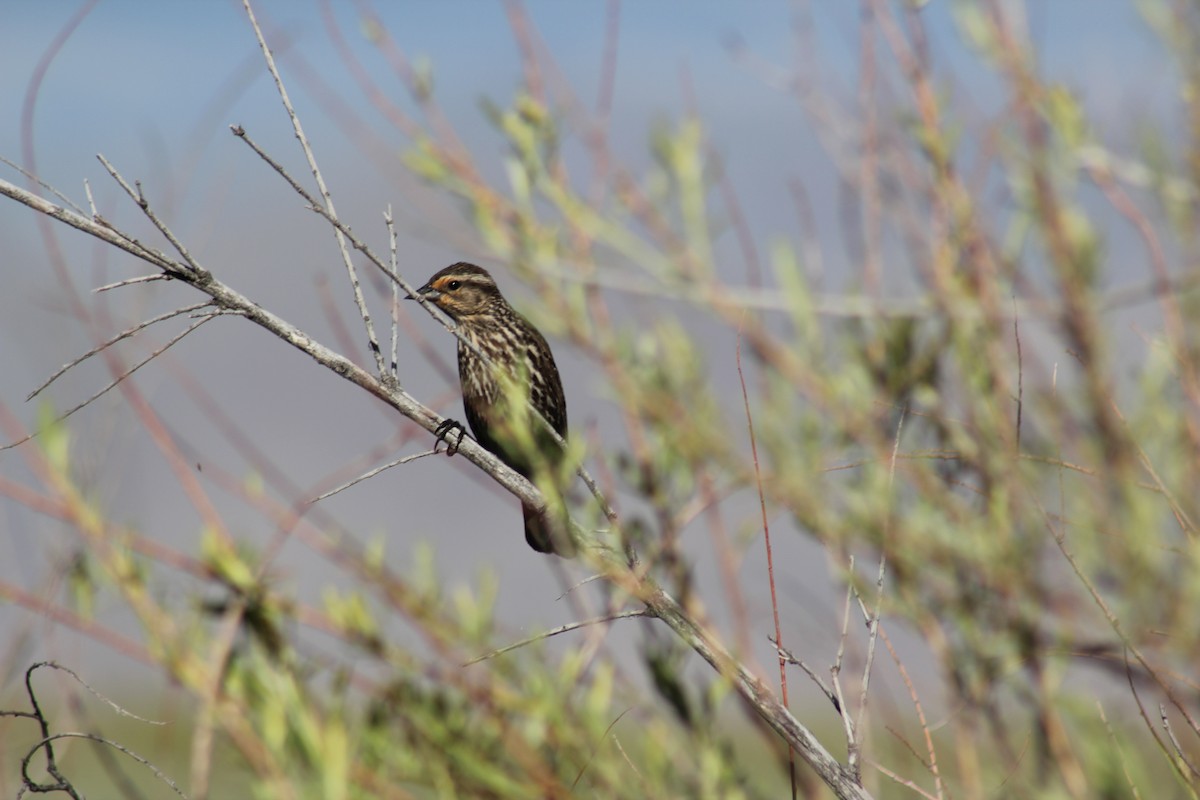 Red-winged Blackbird - ML619608391