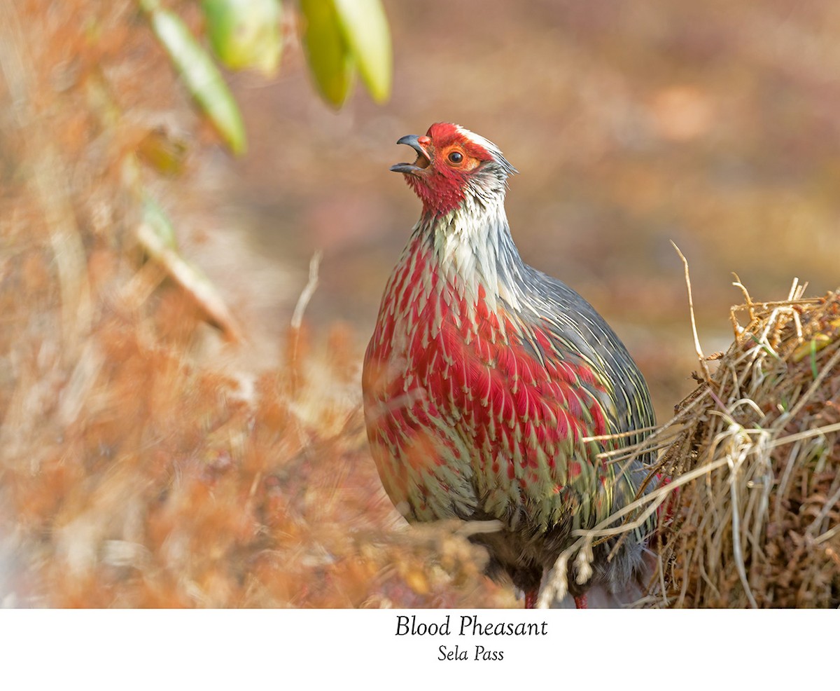 Blood Pheasant - Chewang Bonpo