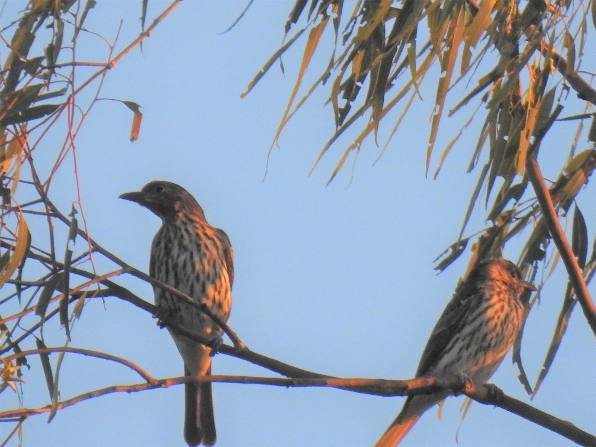 Australasian Figbird - Monica Mesch