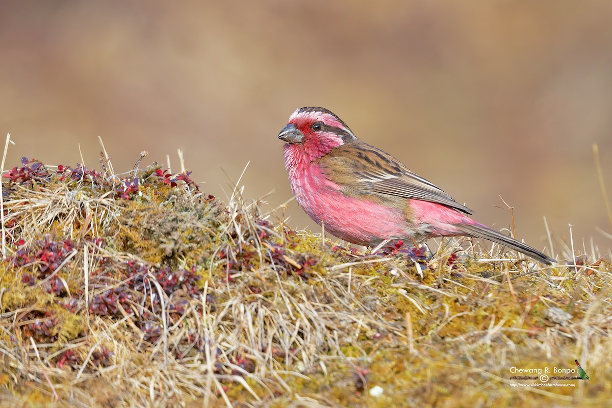 Himalayan White-browed Rosefinch - ML619608395