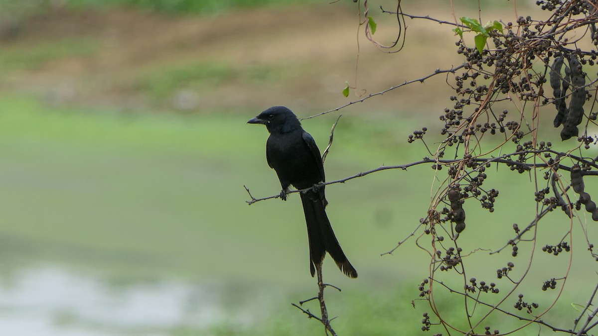 Black Drongo - Bijoy Venugopal