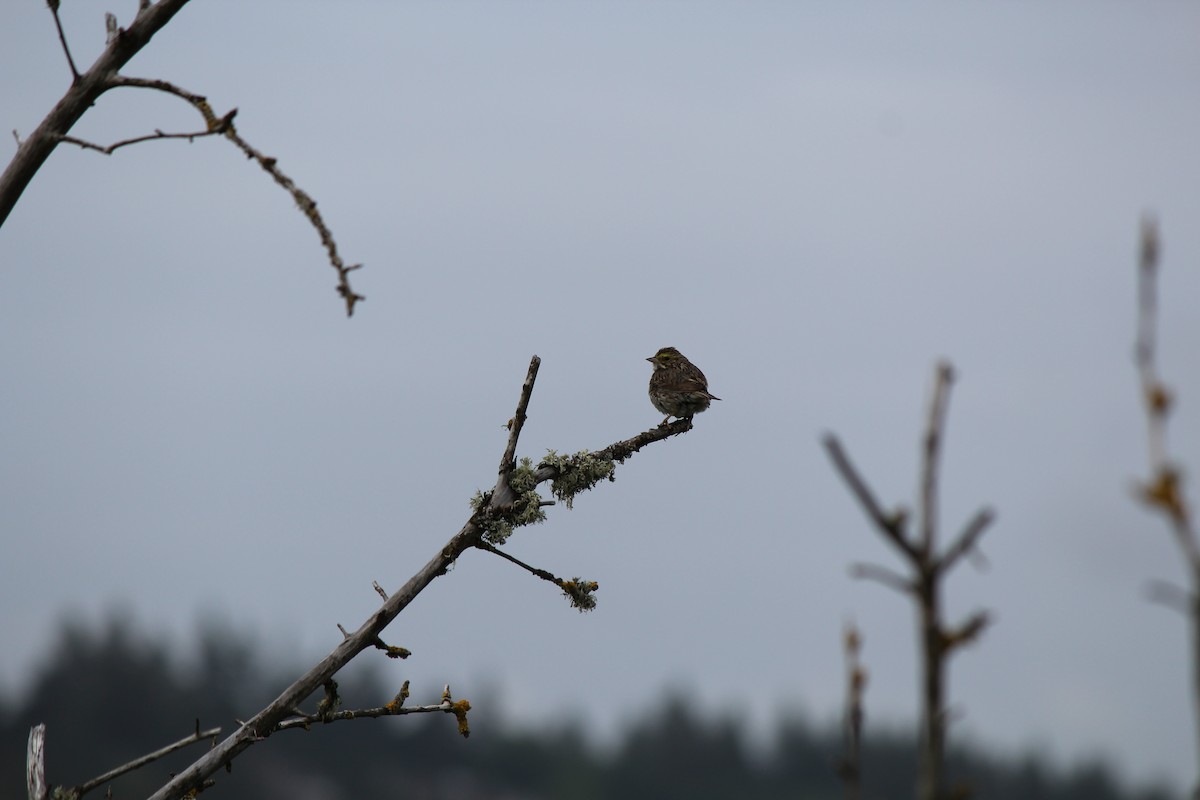 Savannah Sparrow - Quetzal Pineda