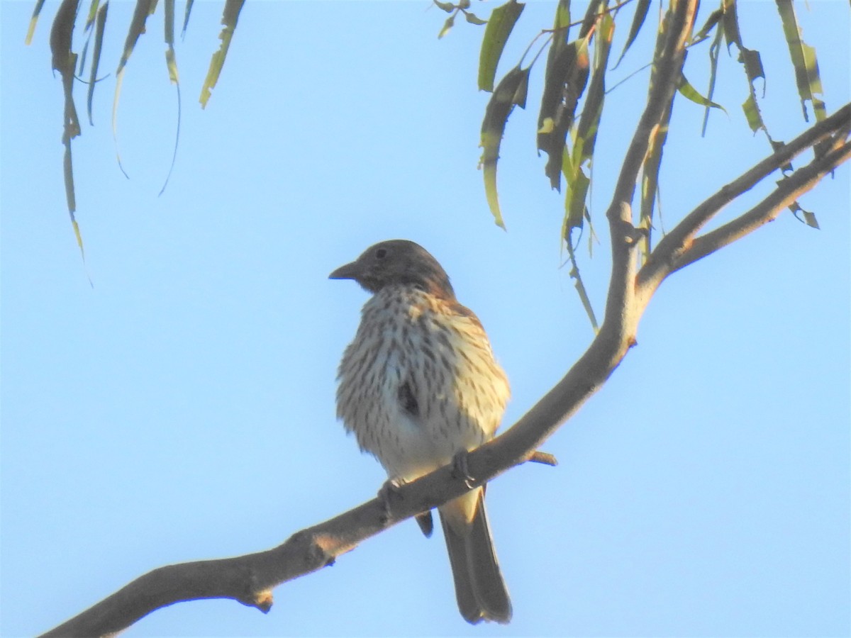 Australasian Figbird - Monica Mesch